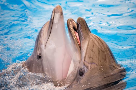 Pattaya Dolphinarium: Asia's #1 Dolphin Show & Swim Experience