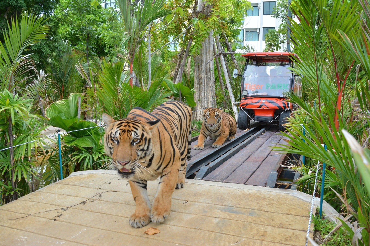 Tiger Park Pattaya Adventure: Safe Tiger Encounters with Hotel Transfer