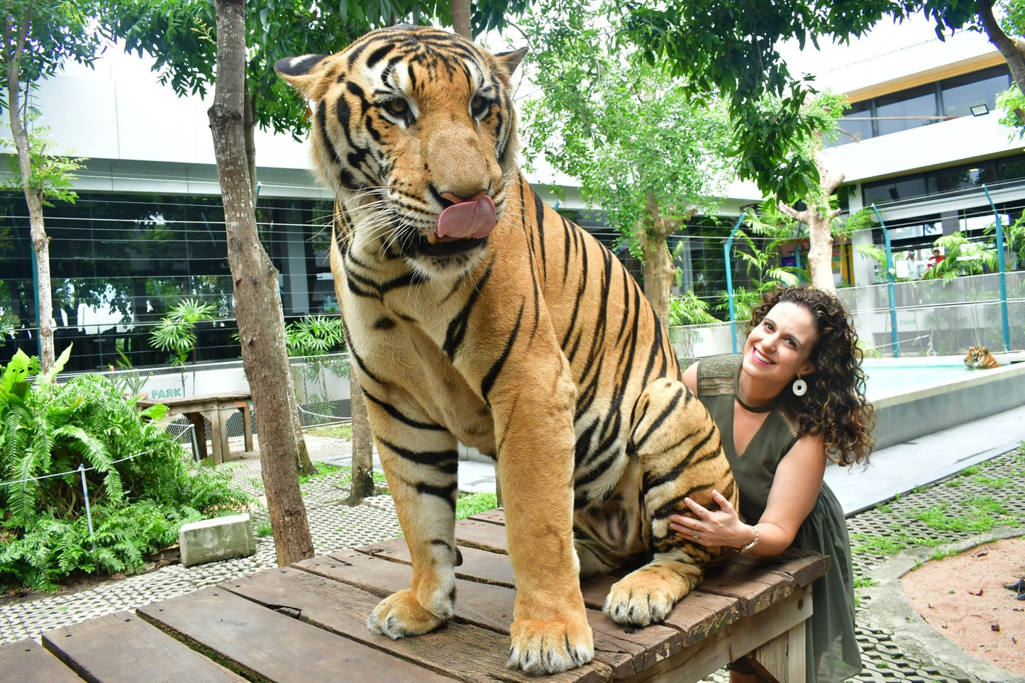 Tiger Park Pattaya Adventure: Safe Tiger Encounters with Hotel Transfer