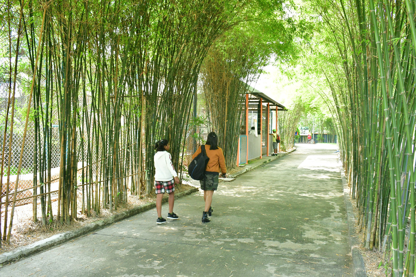 Tiger Park Pattaya: An Unforgettable Big Cat Encounter