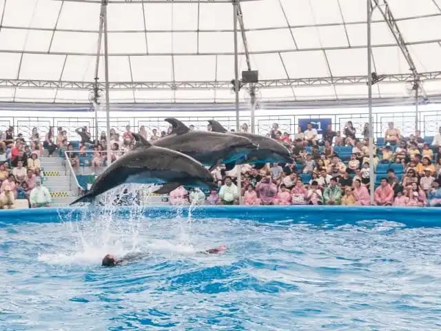 Pattaya Dolphinarium