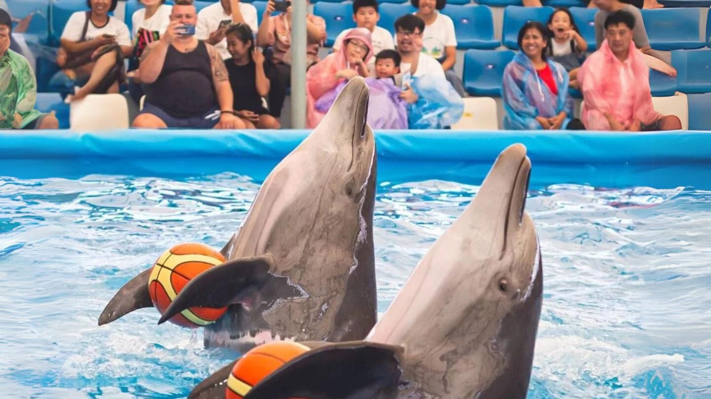 Pattaya Dolphinarium