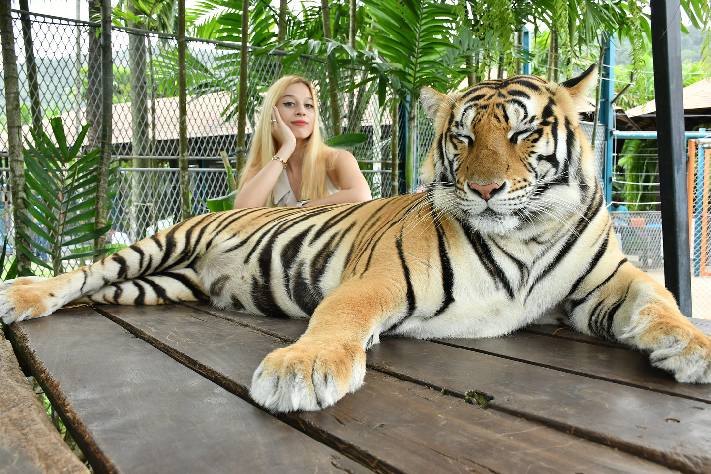 Tiger Park Pattaya Adventure: Safe Tiger Encounters with Hotel Transfer