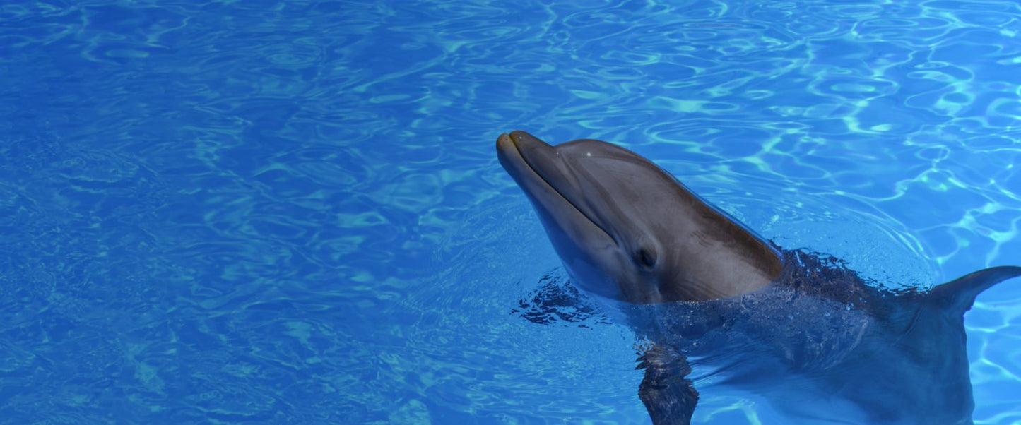 Pattaya Dolphinarium