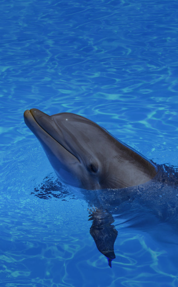 Pattaya Dolphinarium