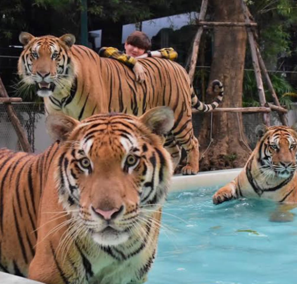 Tiger Park Pattaya Adventure: Safe Tiger Encounters with Hotel Transfer
