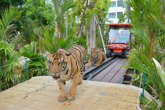 Tiger Park Pattaya Adventure: Safe Tiger Encounters with Hotel Transfer