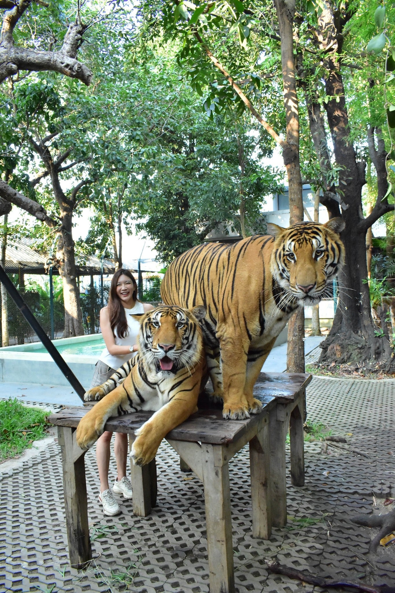 Tiger Park Pattaya Adventure: Safe Tiger Encounters with Hotel Transfer
