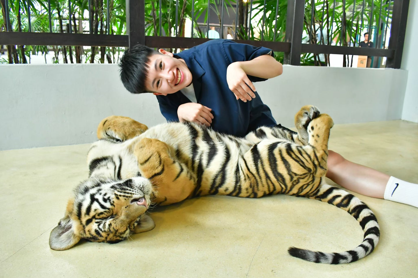 Tiger Park Pattaya Adventure: Safe Tiger Encounters with Hotel Transfer