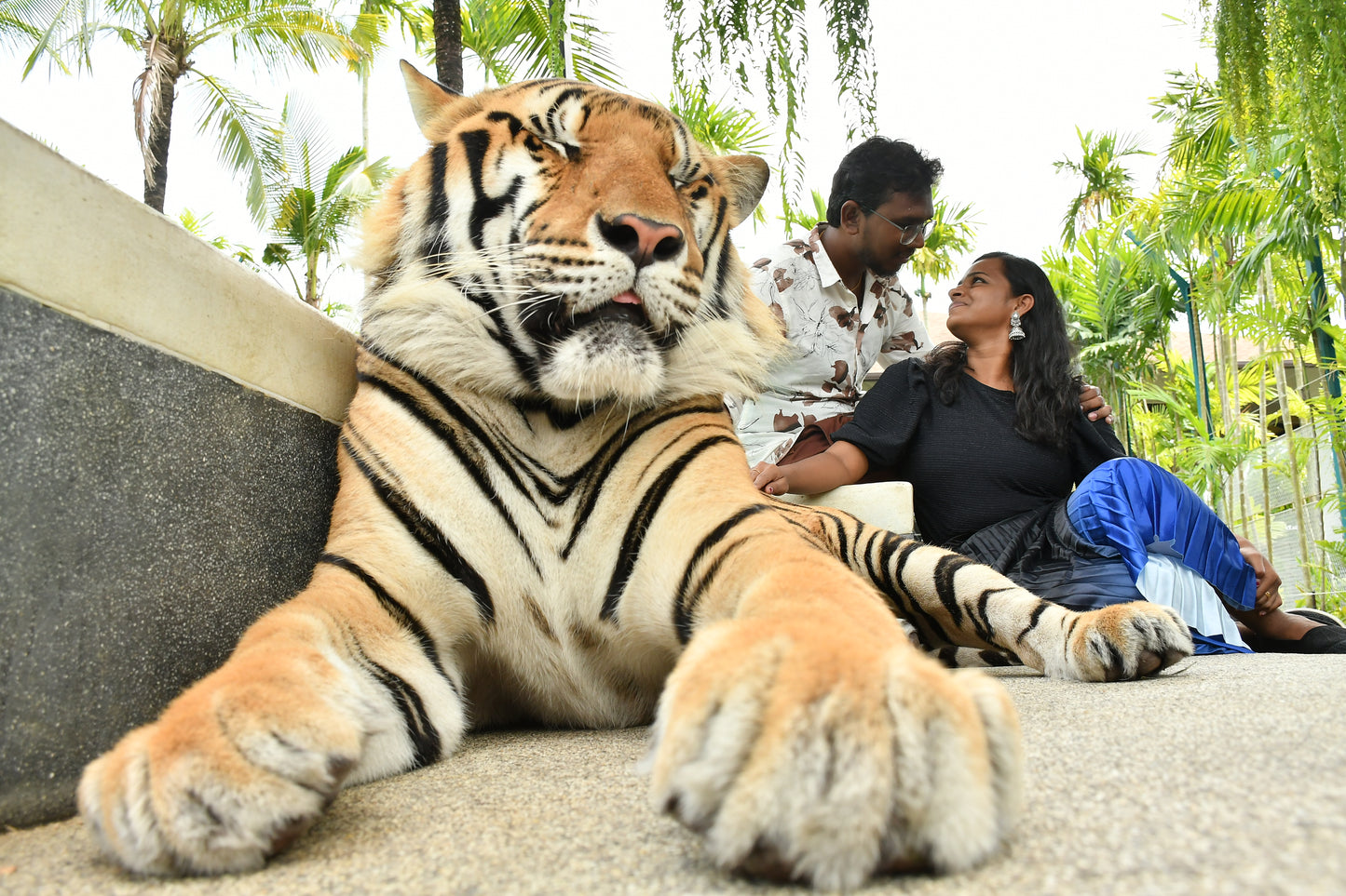Tiger Park Pattaya Adventure: Safe Tiger Encounters with Hotel Transfer