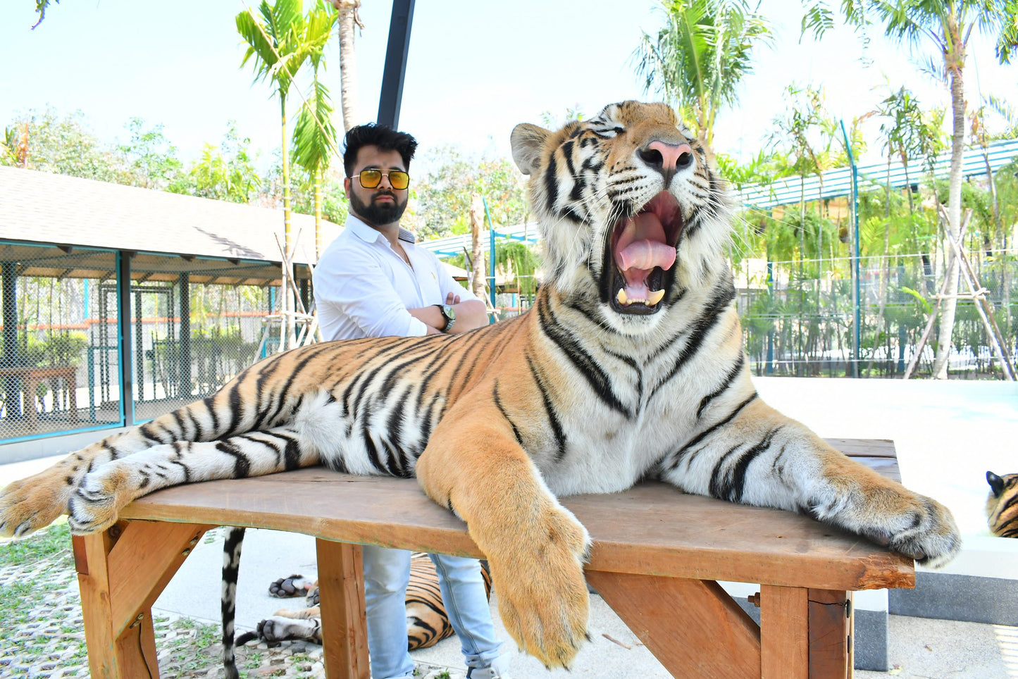 Tiger Park Pattaya Adventure: Safe Tiger Encounters with Hotel Transfer